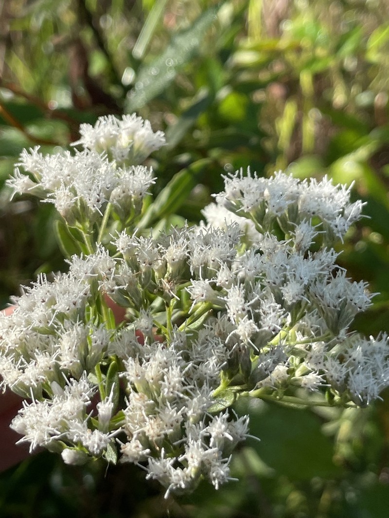 Lanceleaf Thoroughwort photo 3