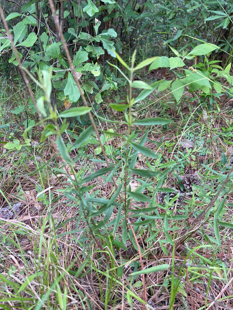 Lanceleaf Thoroughwort photo 4