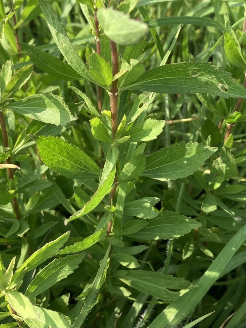 Lanceleaf Thoroughwort photo 5