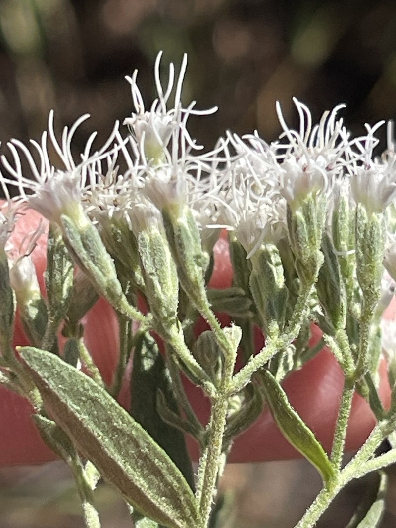 Lanceleaf Thoroughwort photo 6