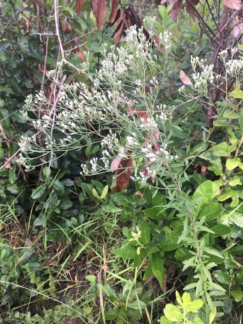 Lanceleaf Thoroughwort photo 7