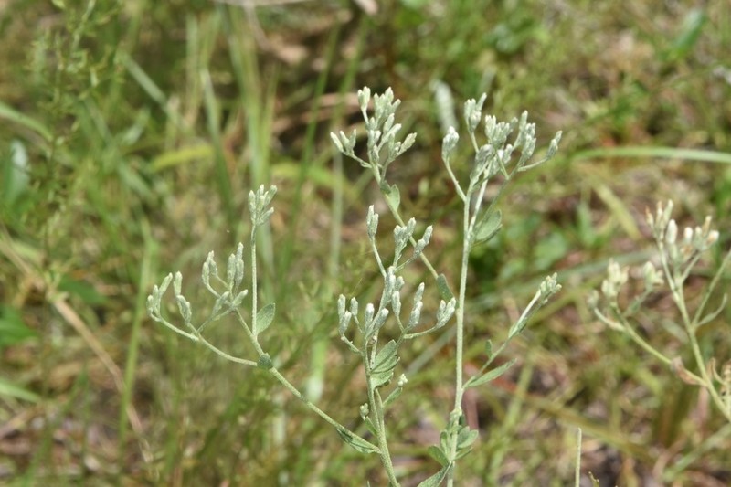 Lanceleaf Thoroughwort photo 8