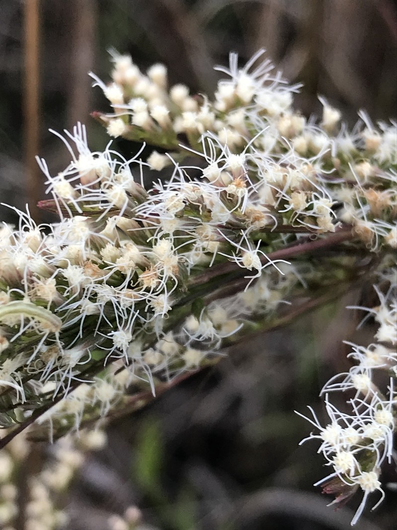 False Fennel