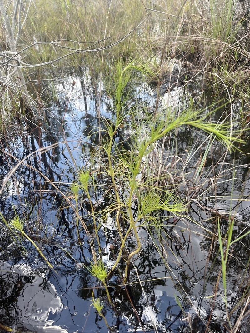 False Fennel photo 2