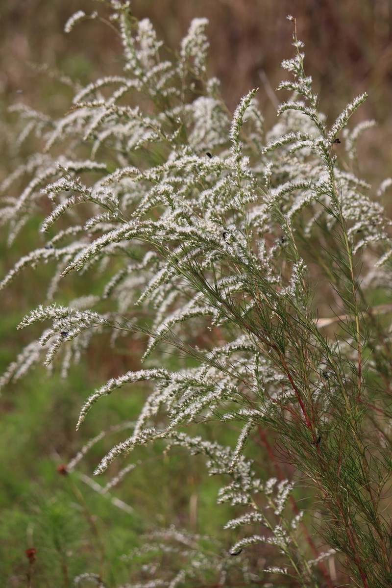 False Fennel photo 3