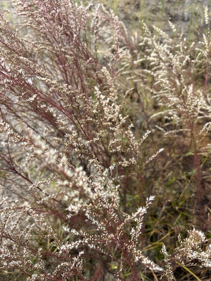 False Fennel photo 4