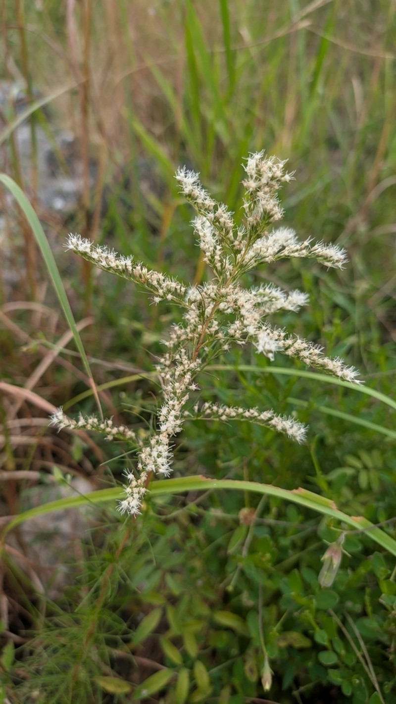 False Fennel photo 5