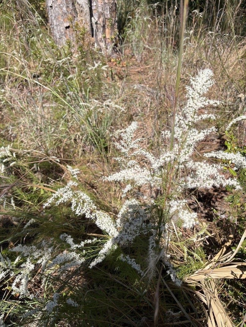False Fennel photo 6