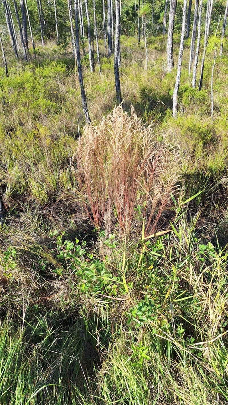 False Fennel photo 7