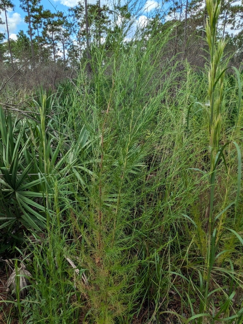 False Fennel photo 8