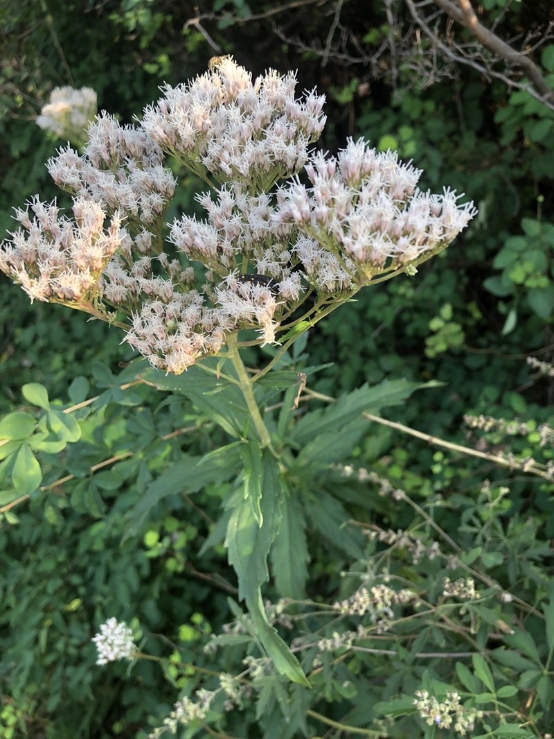 Eupatorium lindleyanum photo 2