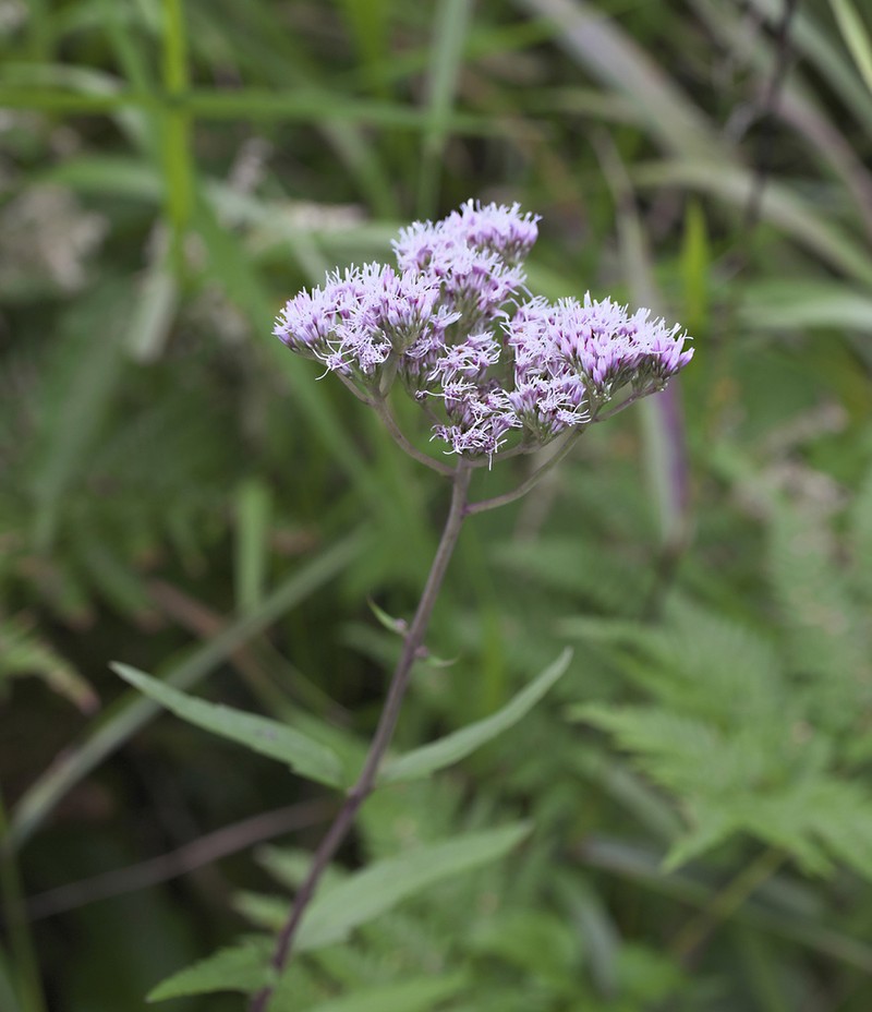 Eupatorium lindleyanum photo 3