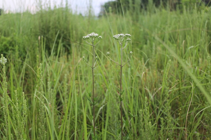 Eupatorium lindleyanum photo 4