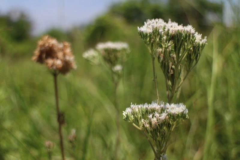 Eupatorium lindleyanum photo 5
