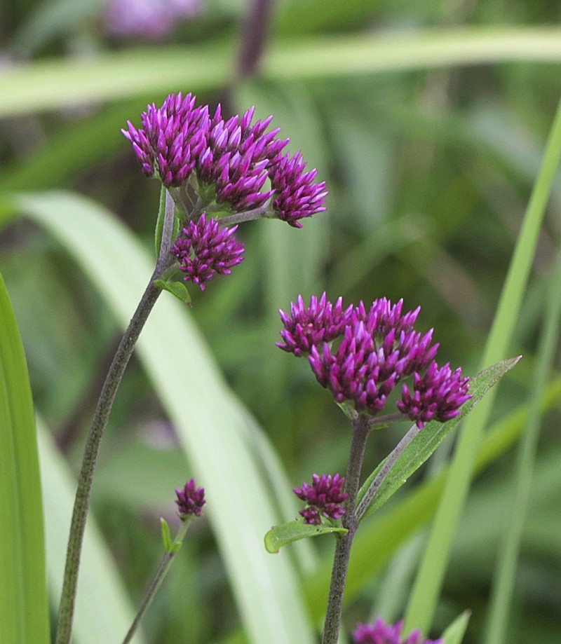 Eupatorium lindleyanum photo 6