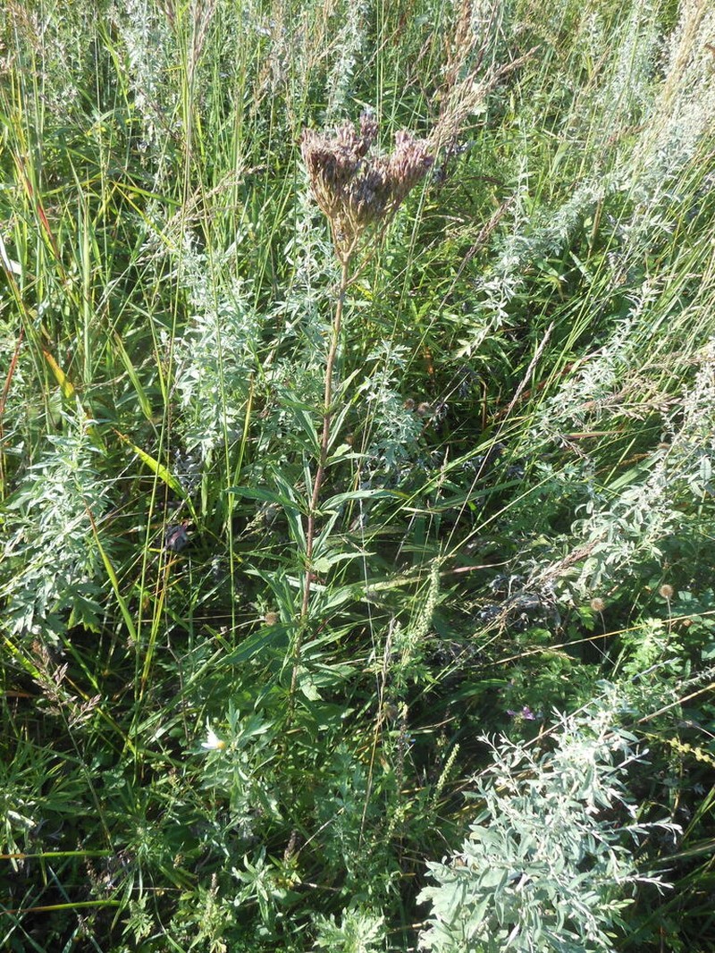 Eupatorium lindleyanum photo 7
