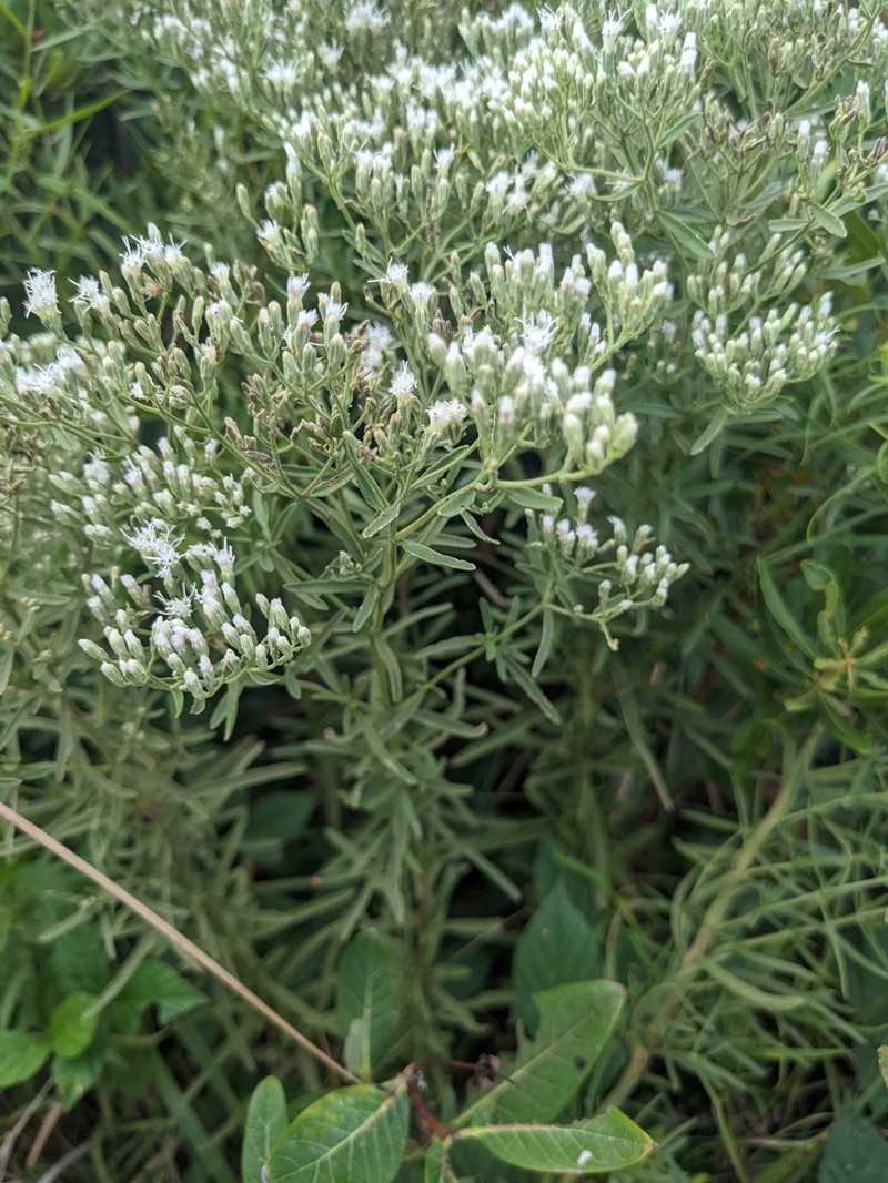 Eupatorium linearifolium