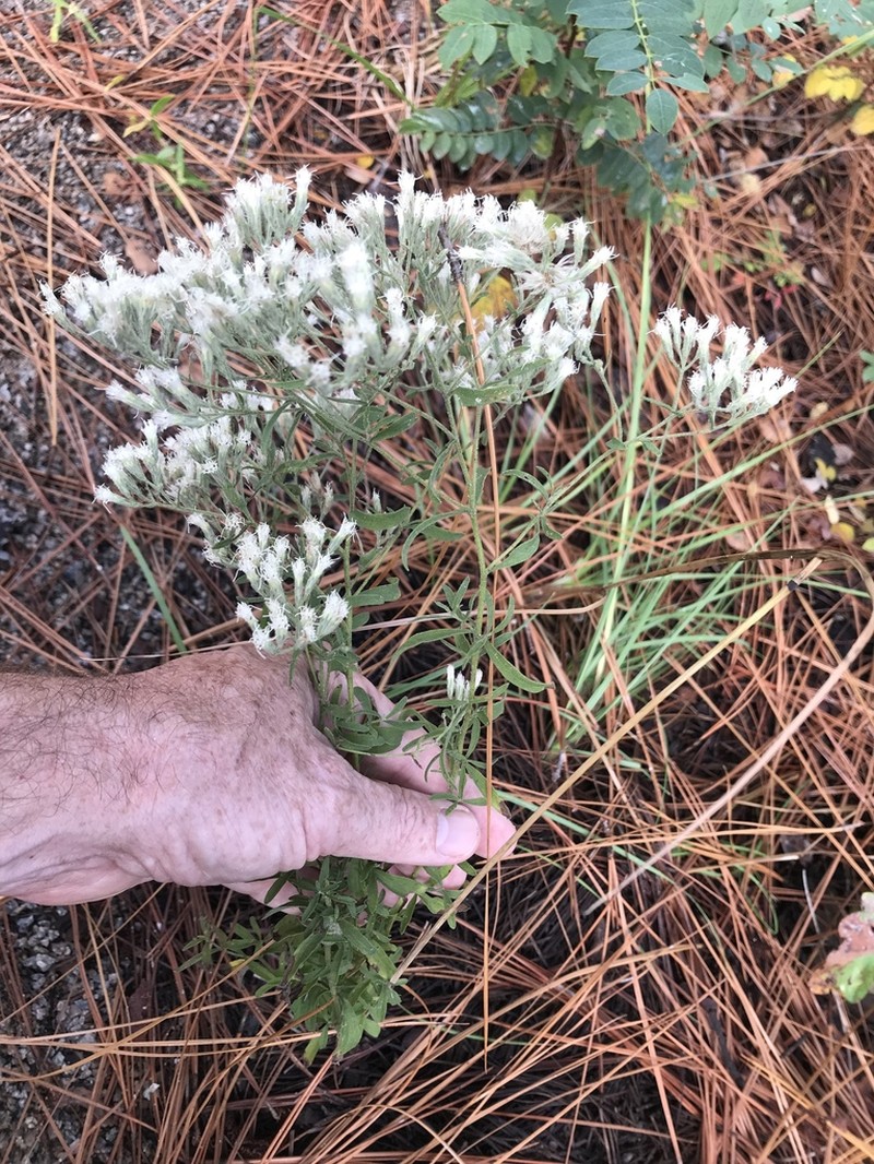Eupatorium linearifolium photo 2