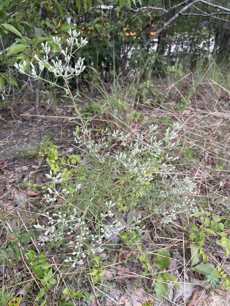 Eupatorium linearifolium photo 4