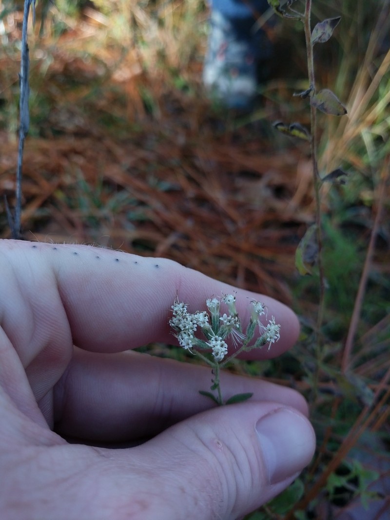 Eupatorium linearifolium photo 7