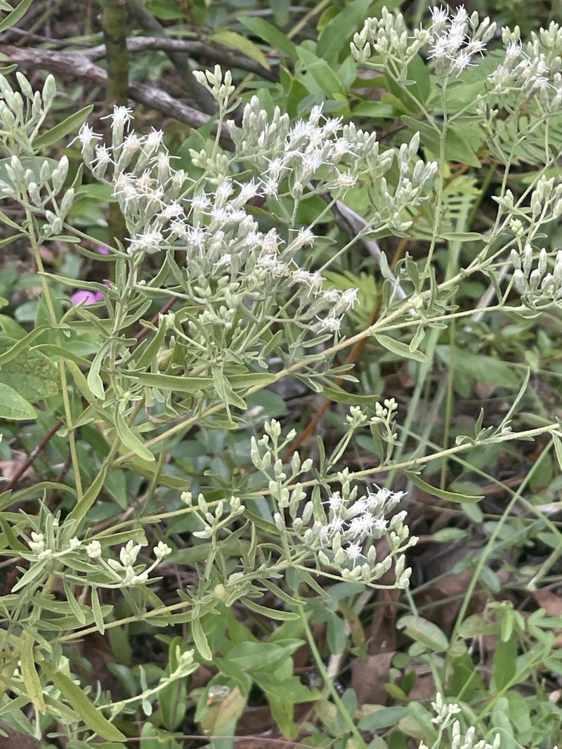 Eupatorium linearifolium photo 8