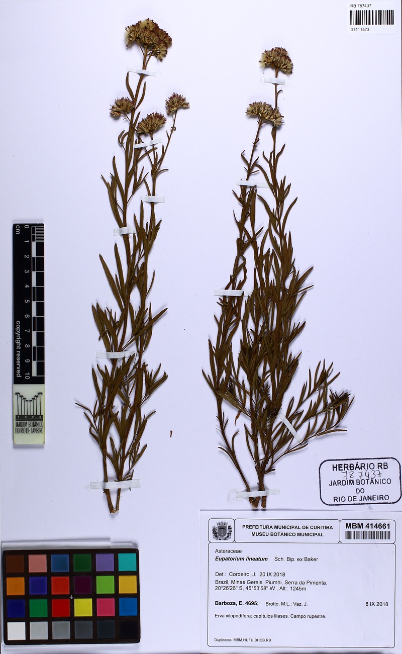 Eupatorium lineatum