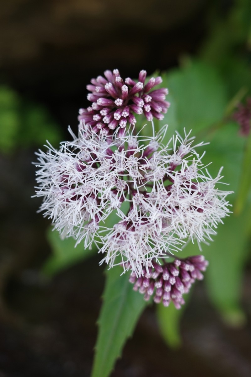 Eupatorium luchuense
