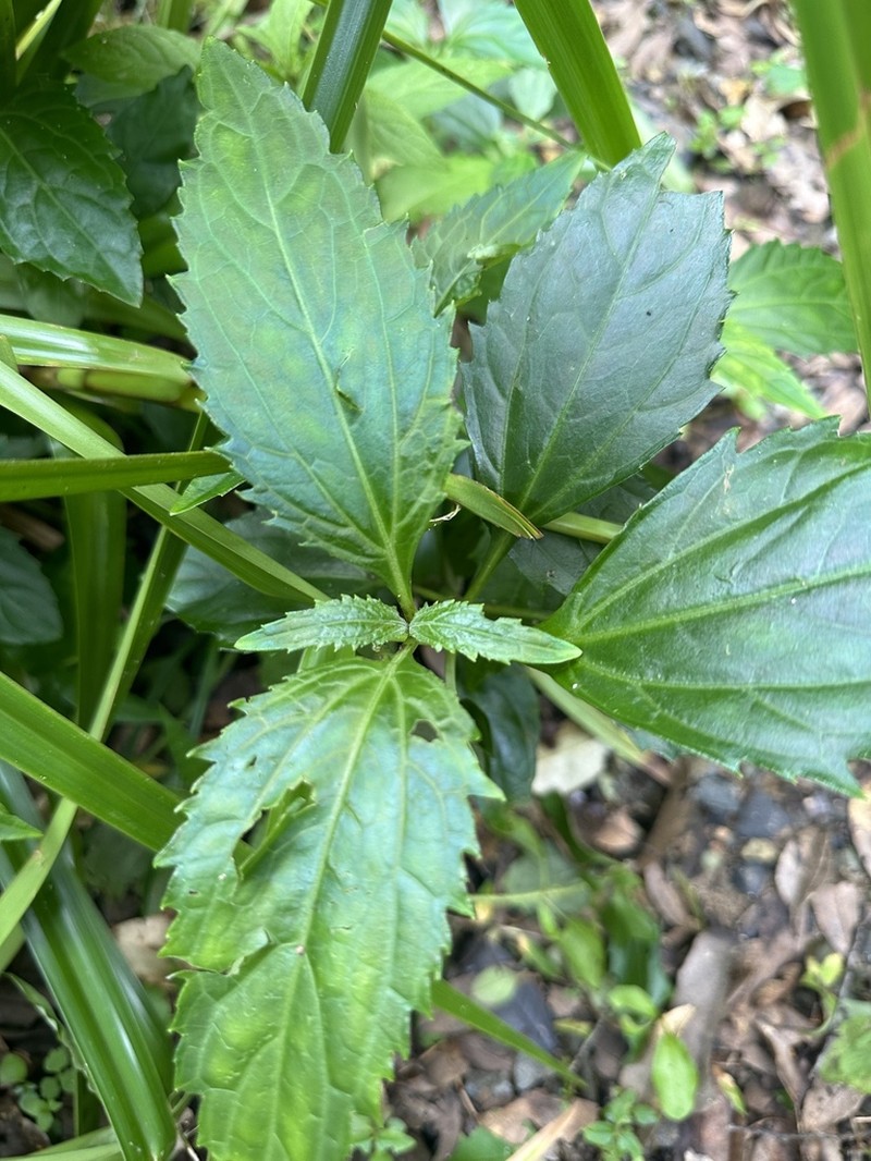Eupatorium luchuense photo 2