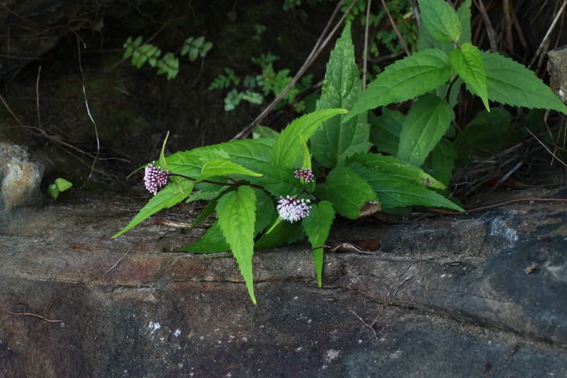 Eupatorium luchuense photo 3