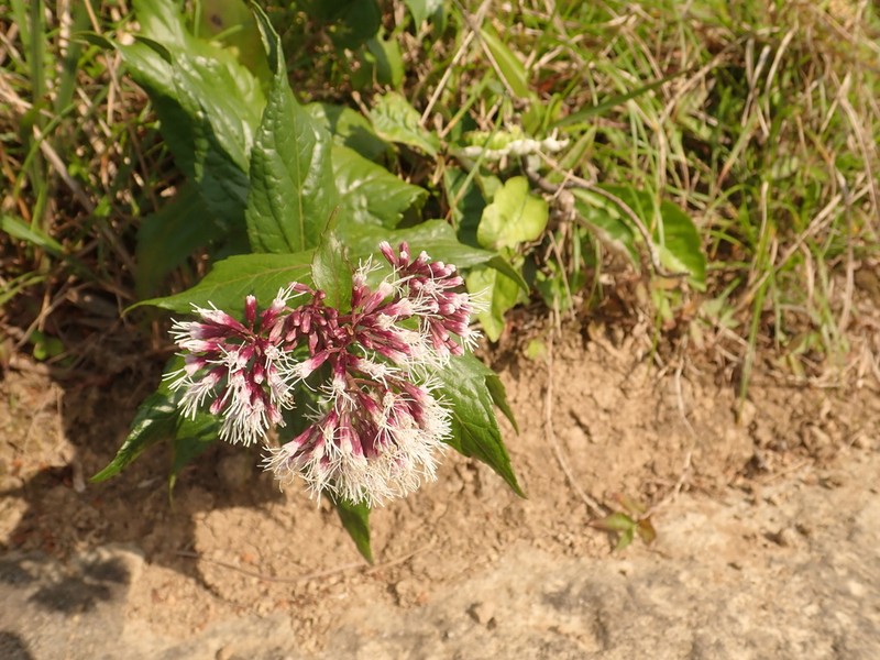 Eupatorium luchuense photo 4