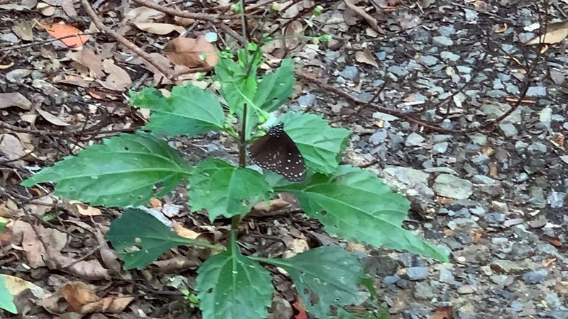 Eupatorium luchuense photo 5