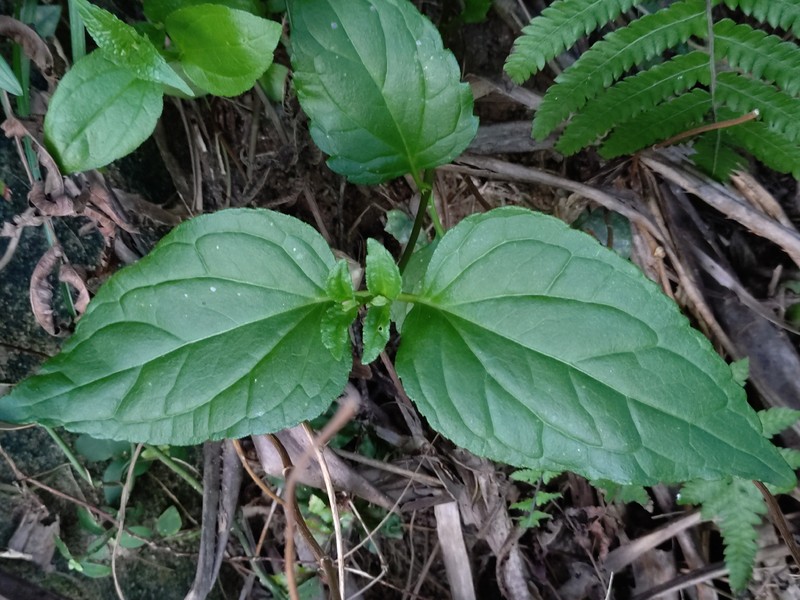Eupatorium luchuense photo 6