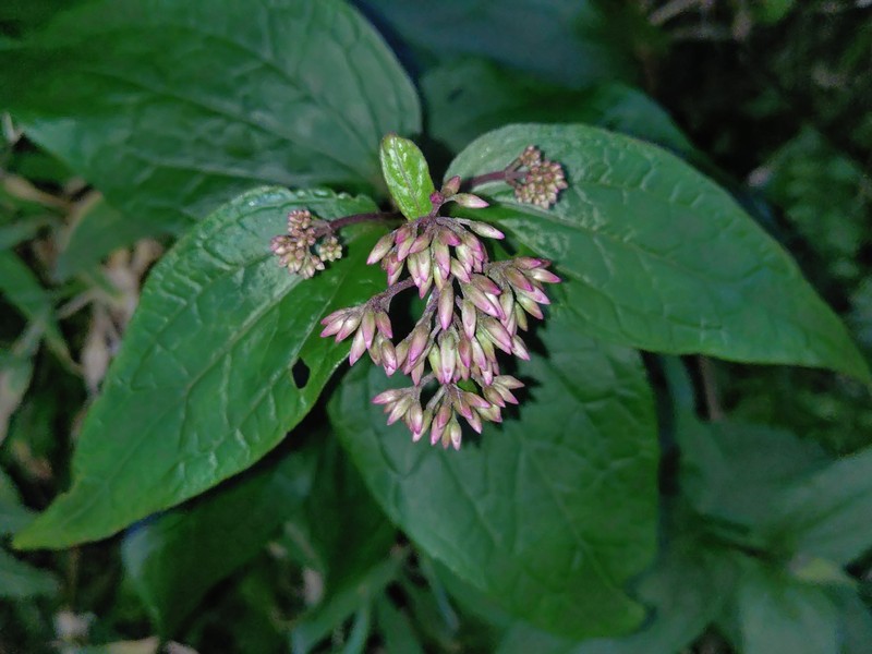 Eupatorium luchuense photo 7
