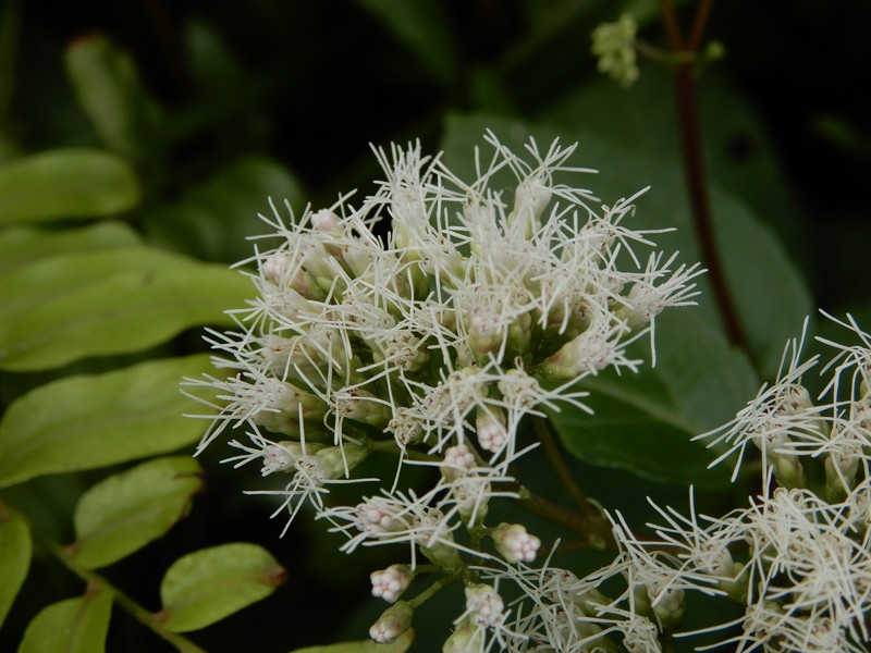 Eupatorium luchuense photo 8