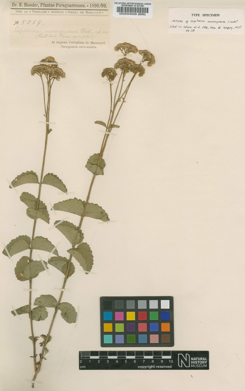 Eupatorium maracayuense
