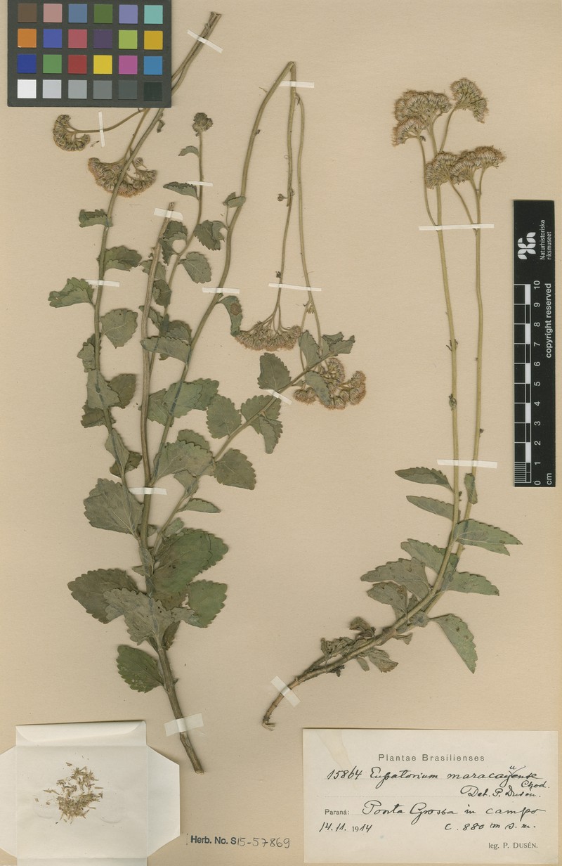 Eupatorium maracayuense photo 2