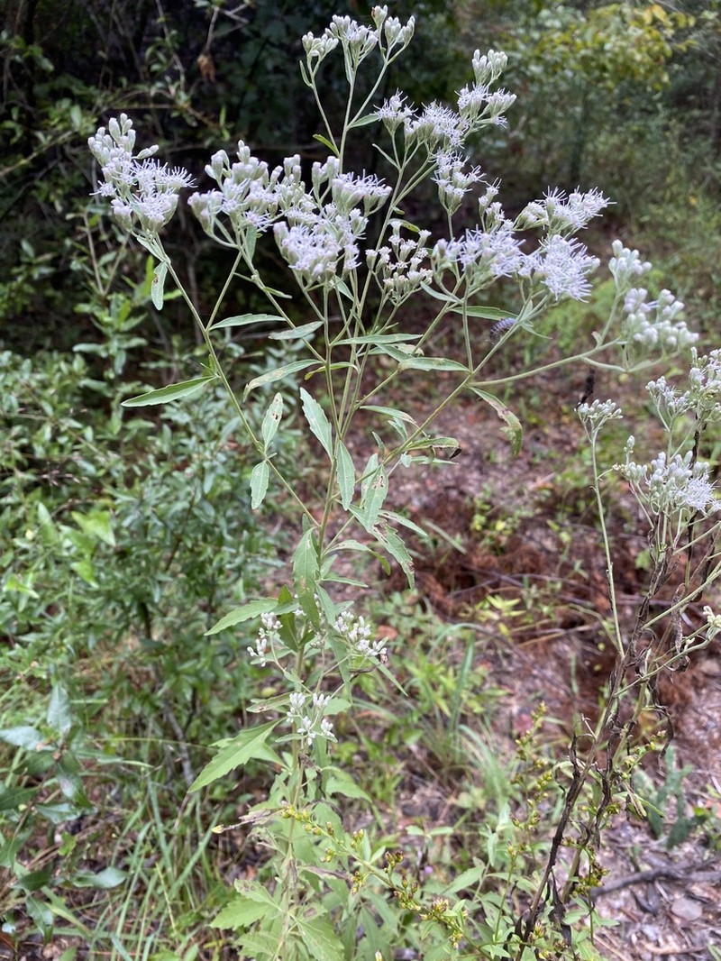 Eupatorium maritimum photo 3