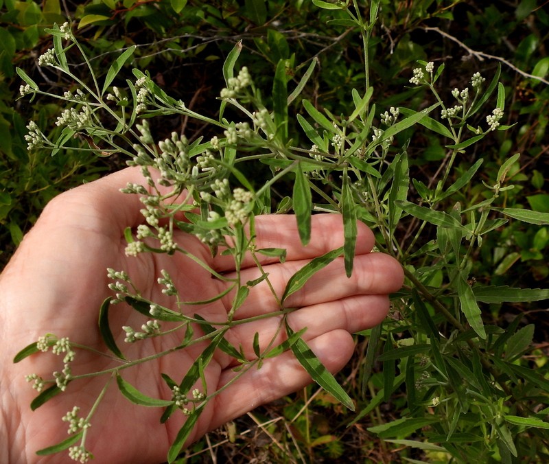 Eupatorium maritimum photo 4
