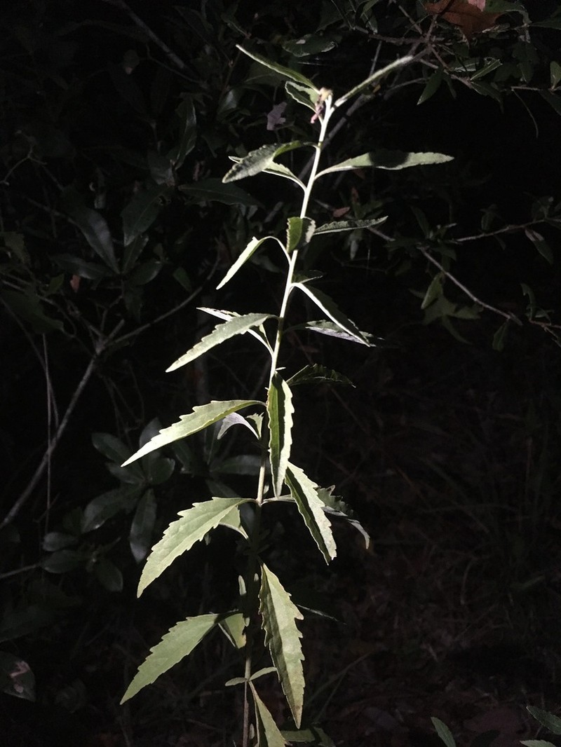 Eupatorium maritimum photo 5