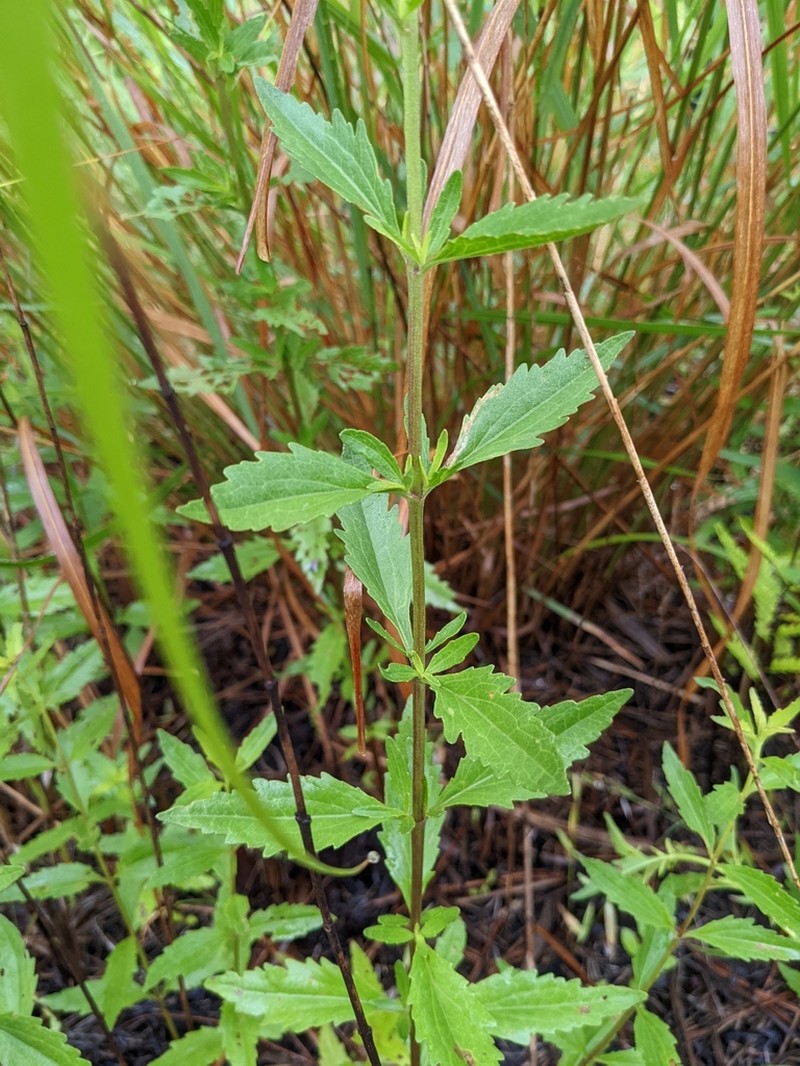 Eupatorium maritimum photo 6