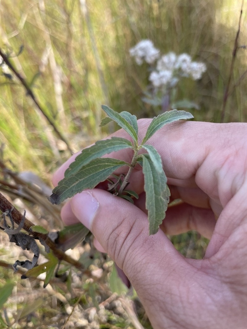 Eupatorium maritimum photo 7