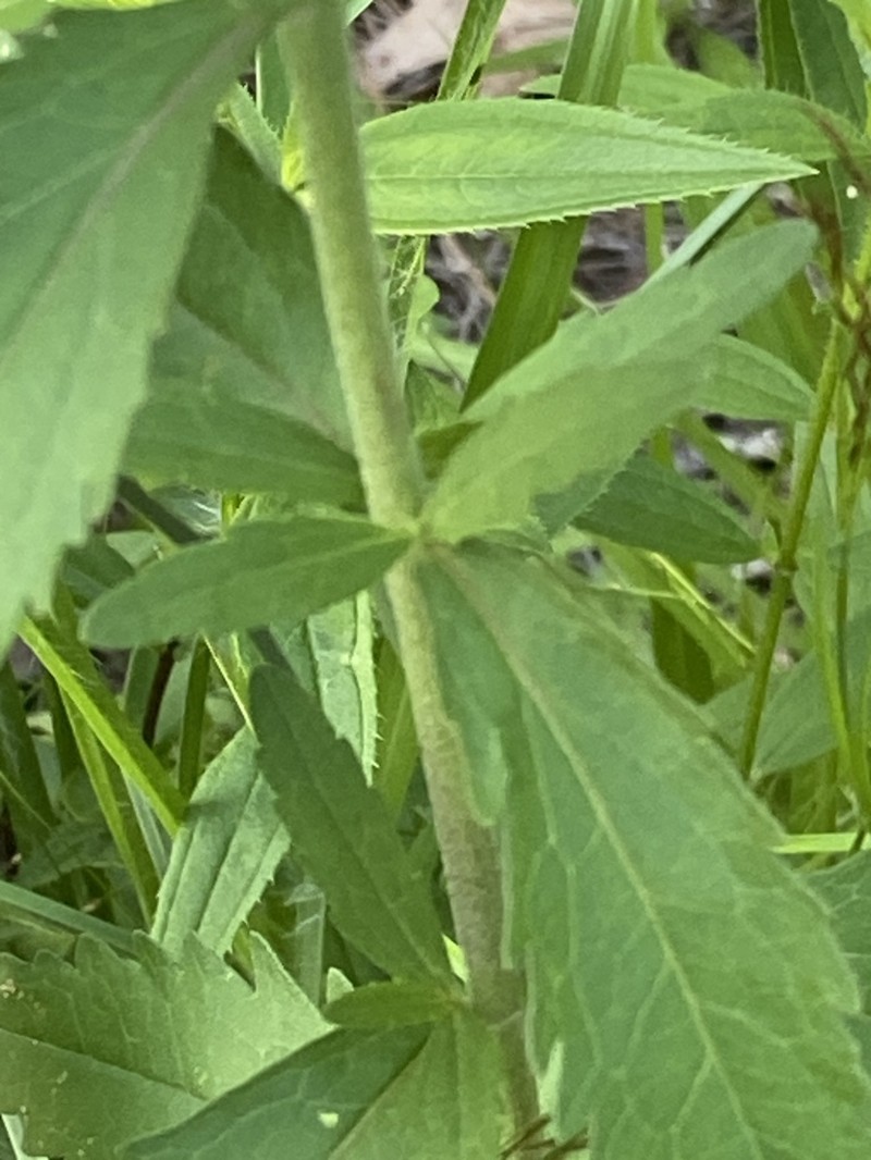 Eupatorium maritimum photo 8