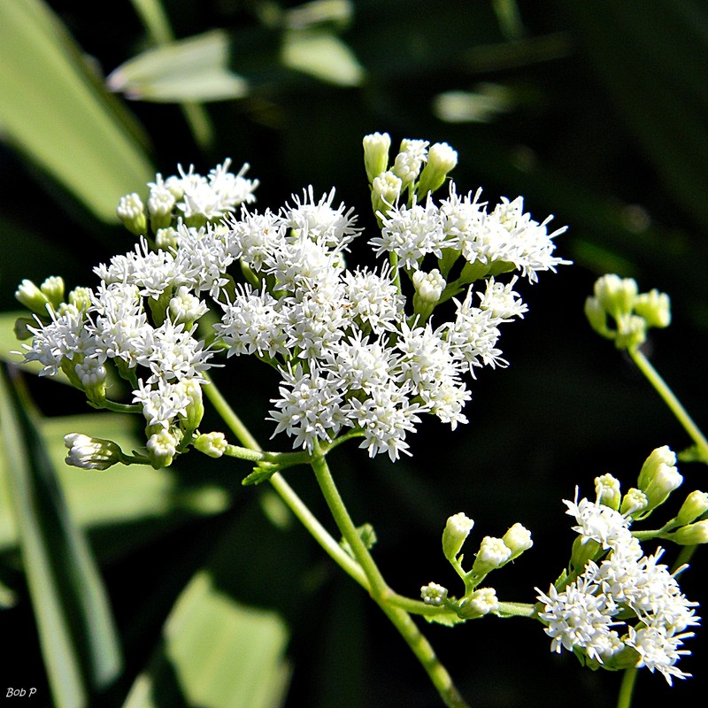 Semaphore Thoroughwort