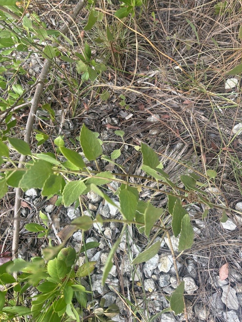 Semaphore Thoroughwort