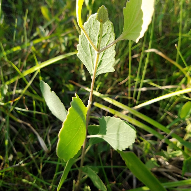 Semaphore Thoroughwort photo 2