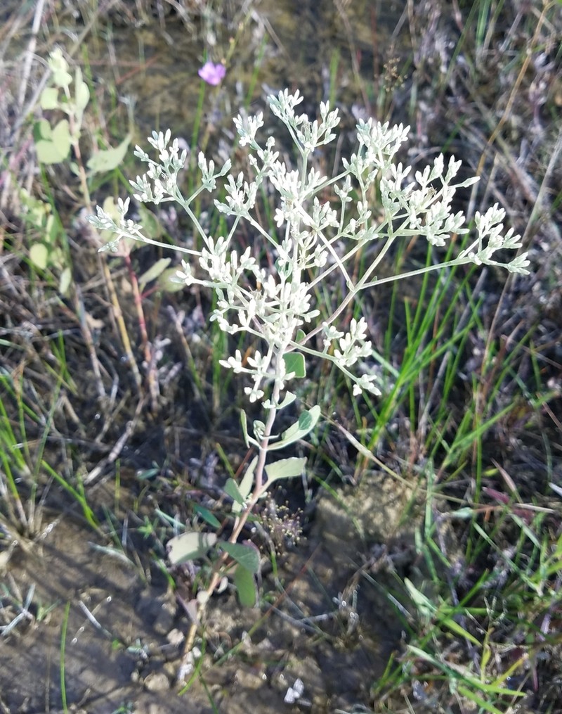 Semaphore Thoroughwort photo 3