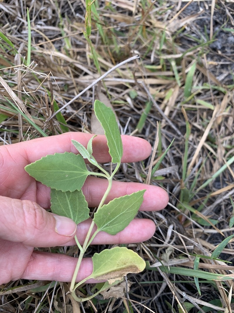 Semaphore Thoroughwort photo 4
