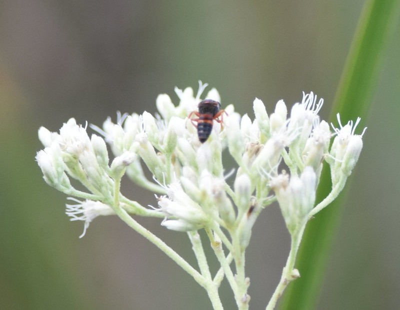 Semaphore Thoroughwort photo 5