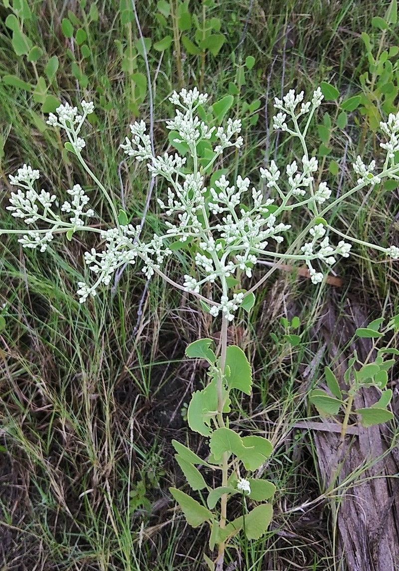 Semaphore Thoroughwort photo 6