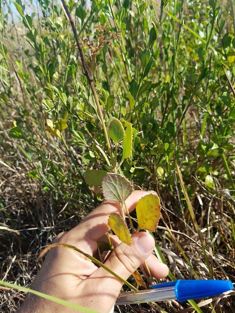 Semaphore Thoroughwort photo 7